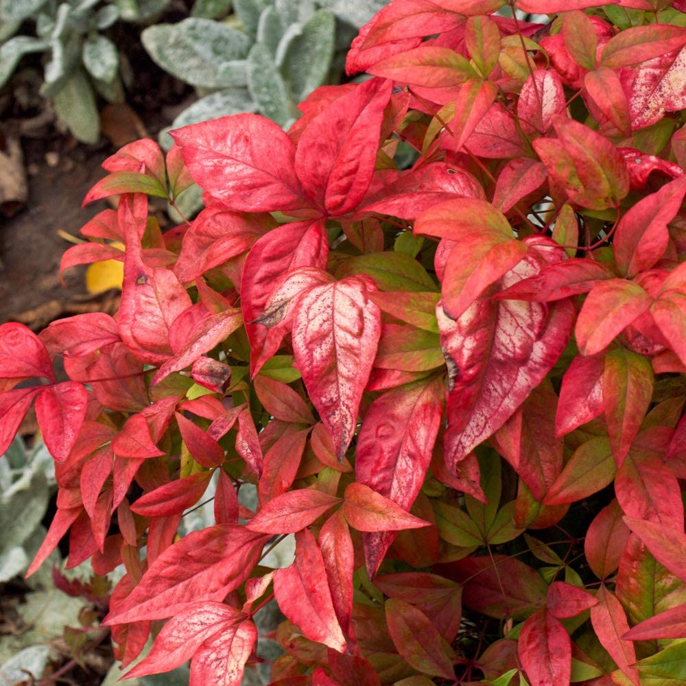 Nandina domestica (Heavenly Bamboo Plant) in a 2L Pot