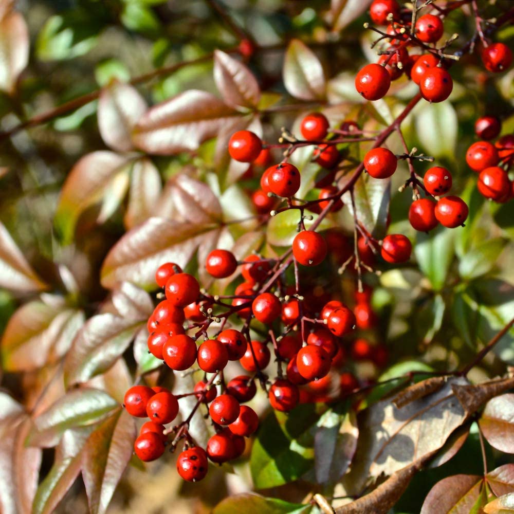 Nandina domestica (Heavenly Bamboo Plant) in a 2L Pot