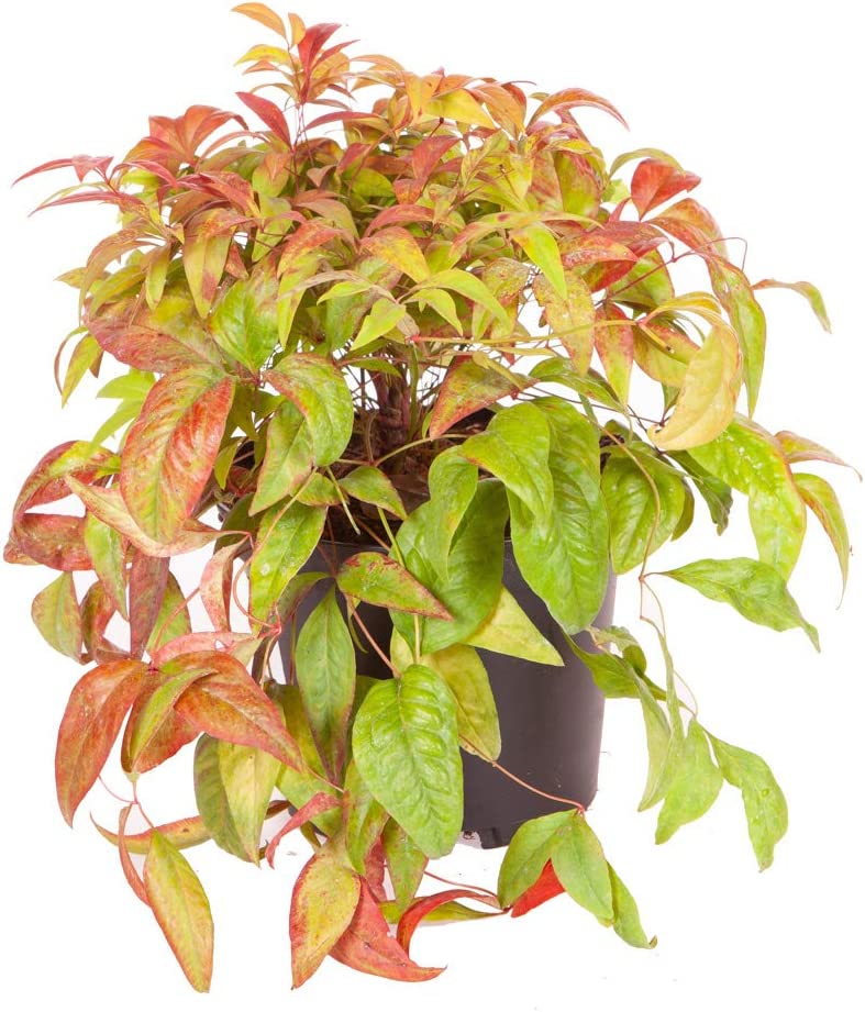 Nandina domestica (Heavenly Bamboo Plant) in a 2L Pot