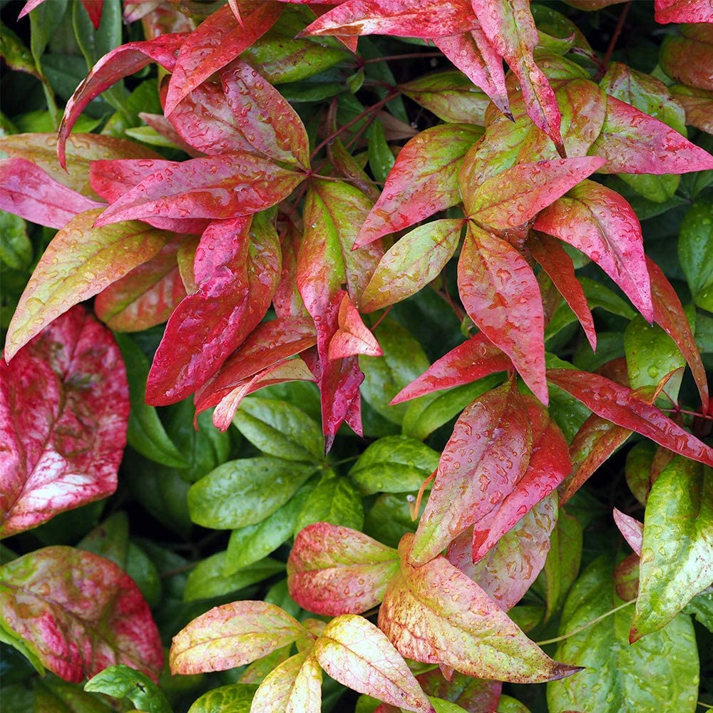 Nandina domestica (Heavenly Bamboo Plant) in a 2L Pot