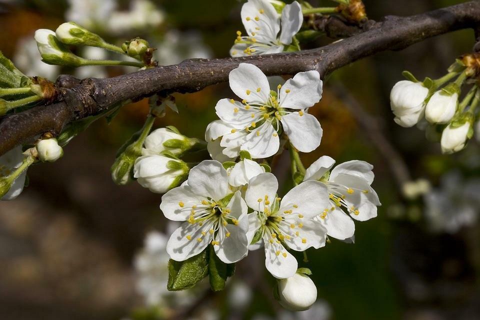 Prunus Victoria Plum Fruit Tree 4-5ft Tall Supplied Bare Rooted