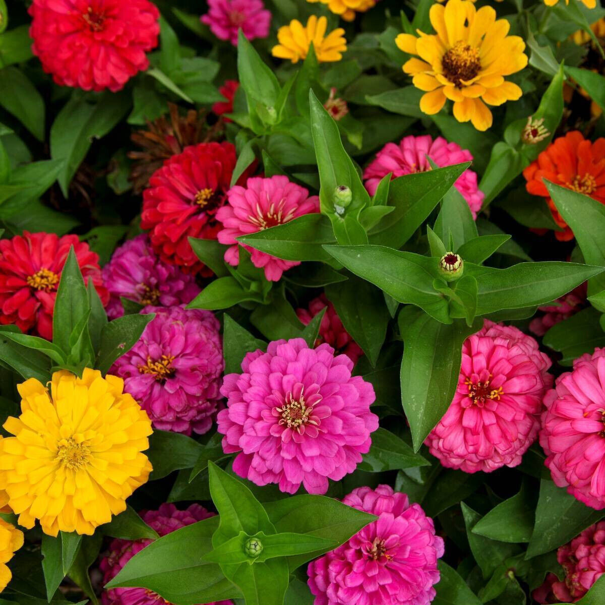 50 Pom Pom Giant Lilliput Seeds Grow Bright Mixed Coloured Garden & Vase Flowers