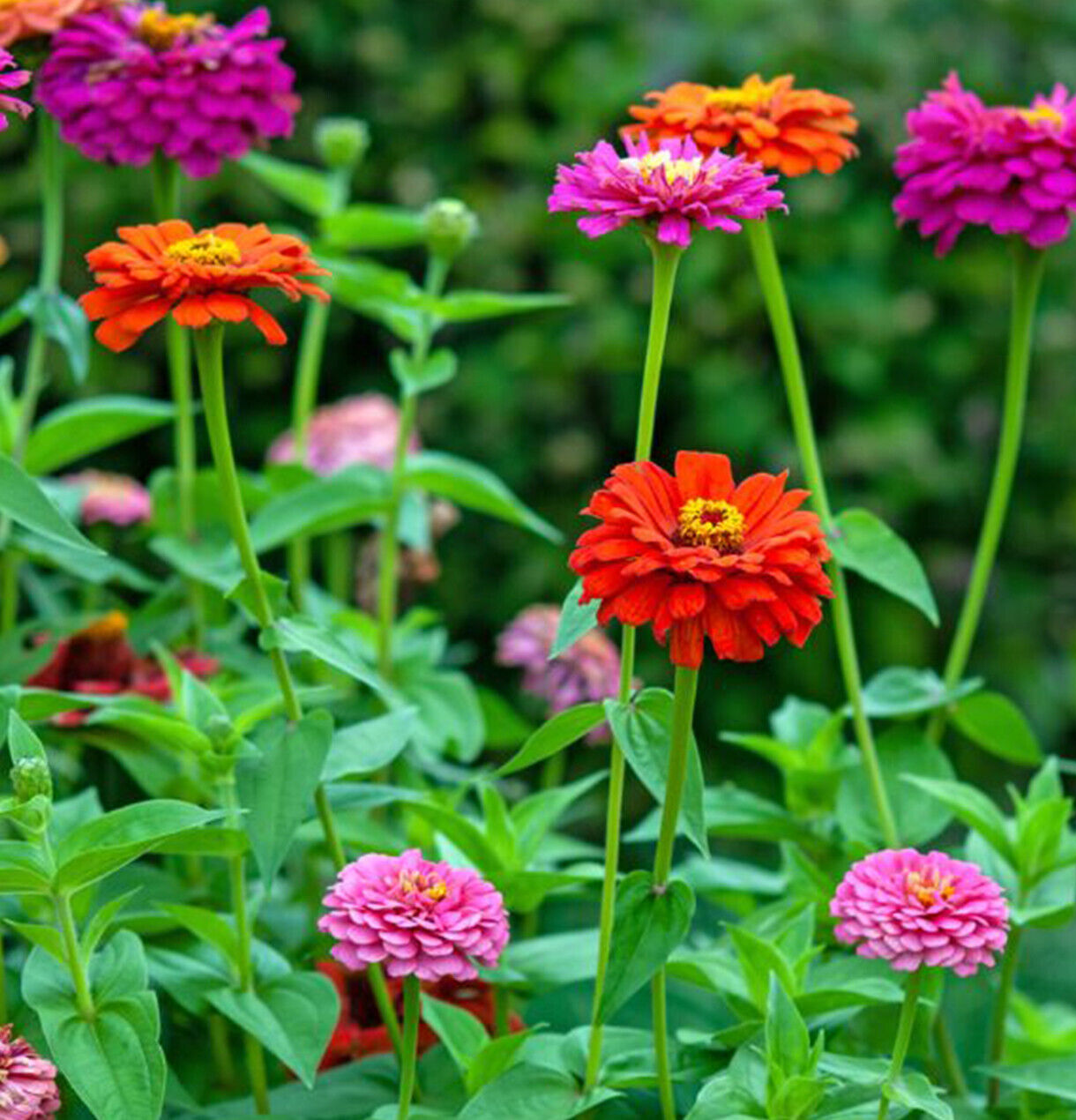 50 Pom Pom Giant Lilliput Seeds Grow Bright Mixed Coloured Garden & Vase Flowers