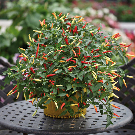 Chilli Pepper 'Basket of Fire'. Value Plug Plant x 5. Ideal for hanging baskets