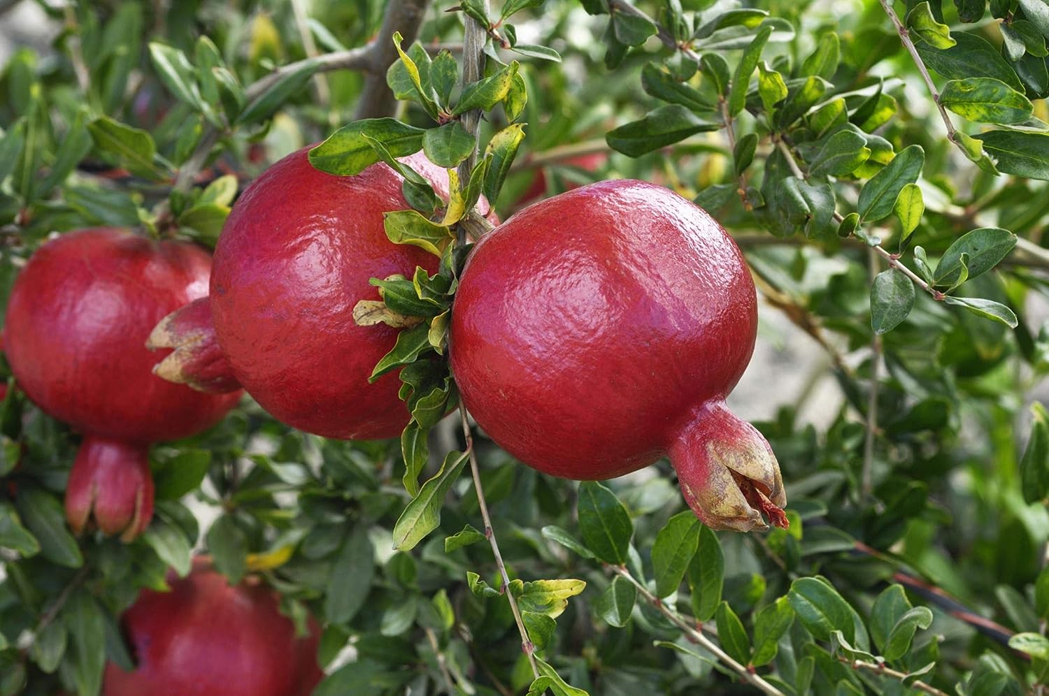 Pomegranate Plant - Punica Provence Tree - 9cm Pot Ready to Plant