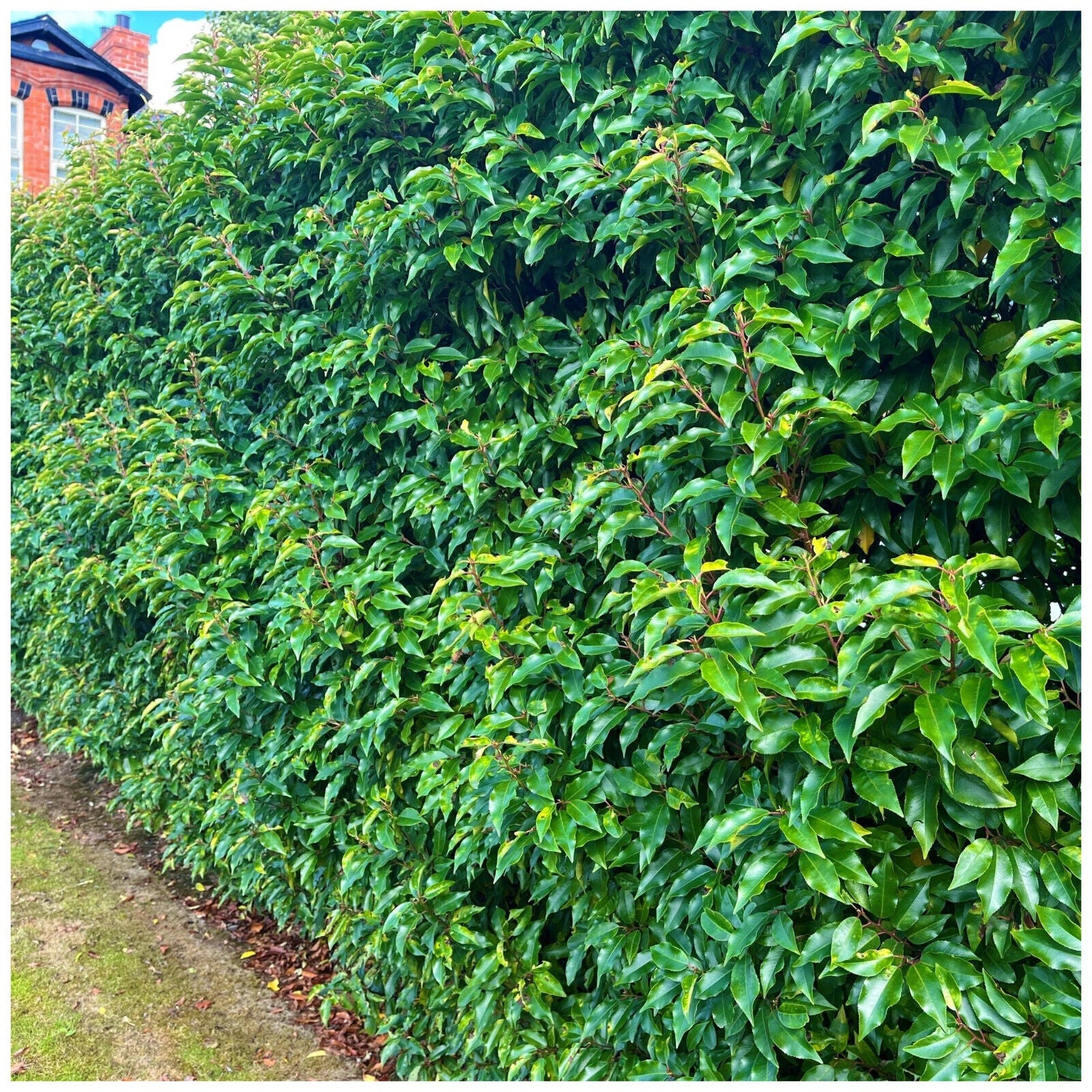 Portuguese Laurel Hedging Prunus Lusitanica 30-40cm, Evergreen Hedging Plants