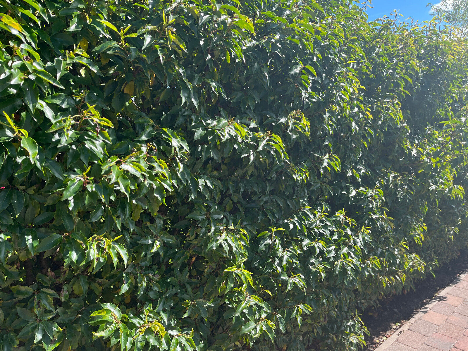 Portuguese Laurel Hedging Prunus Lusitanica 30-40cm, Evergreen Hedging Plants