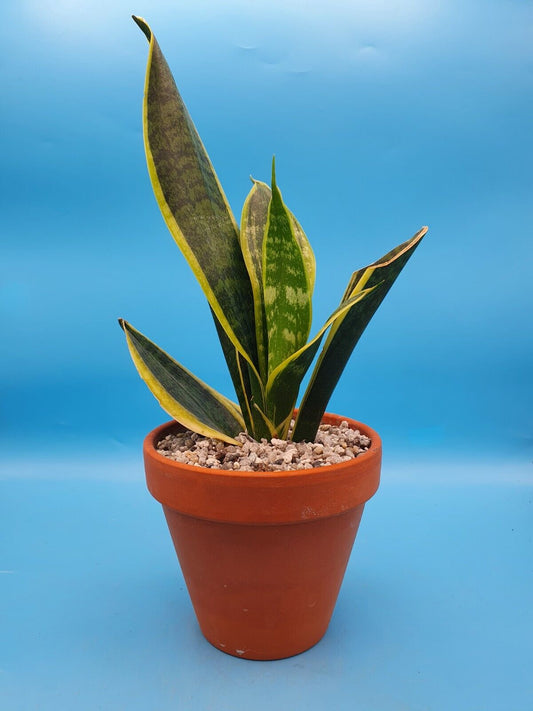 Dracaena 'Futura Superba' Sansevieria trifasciata