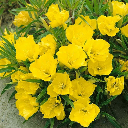 Oenothera macrocarpa -Evening Primrose Plant in 9 cm pot