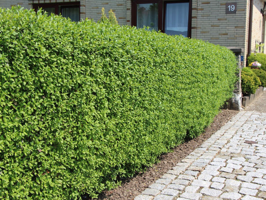 120 Wild Privet Hedging Ligustrum Plants Hedge 40-60cm,Quick Growing Evergreen