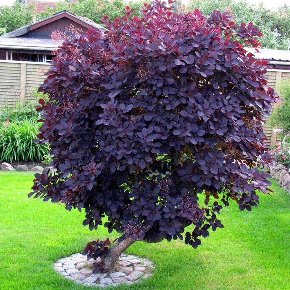 Cotinus Hardy Shrub Deciduous Garden Plant Royal Purple 3.6 Pots