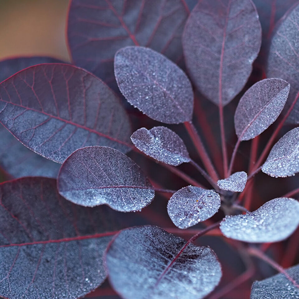 Cotinus Hardy Shrub Deciduous Garden Plant Royal Purple 3.6 Pots