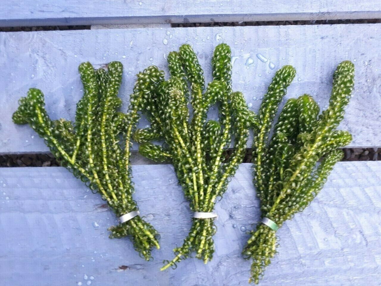 ELODEA DENSA x 20 Stems (4 Bunch of 5) x Oxygenating Weed Live Pond Plant - A...