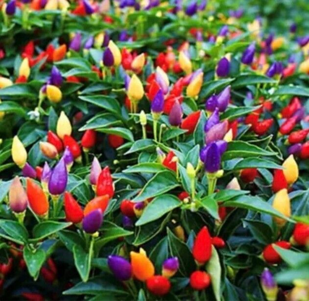 Chilli Bolivian Rainbow Chilli Hot Chilli Pepper 10 Seeds