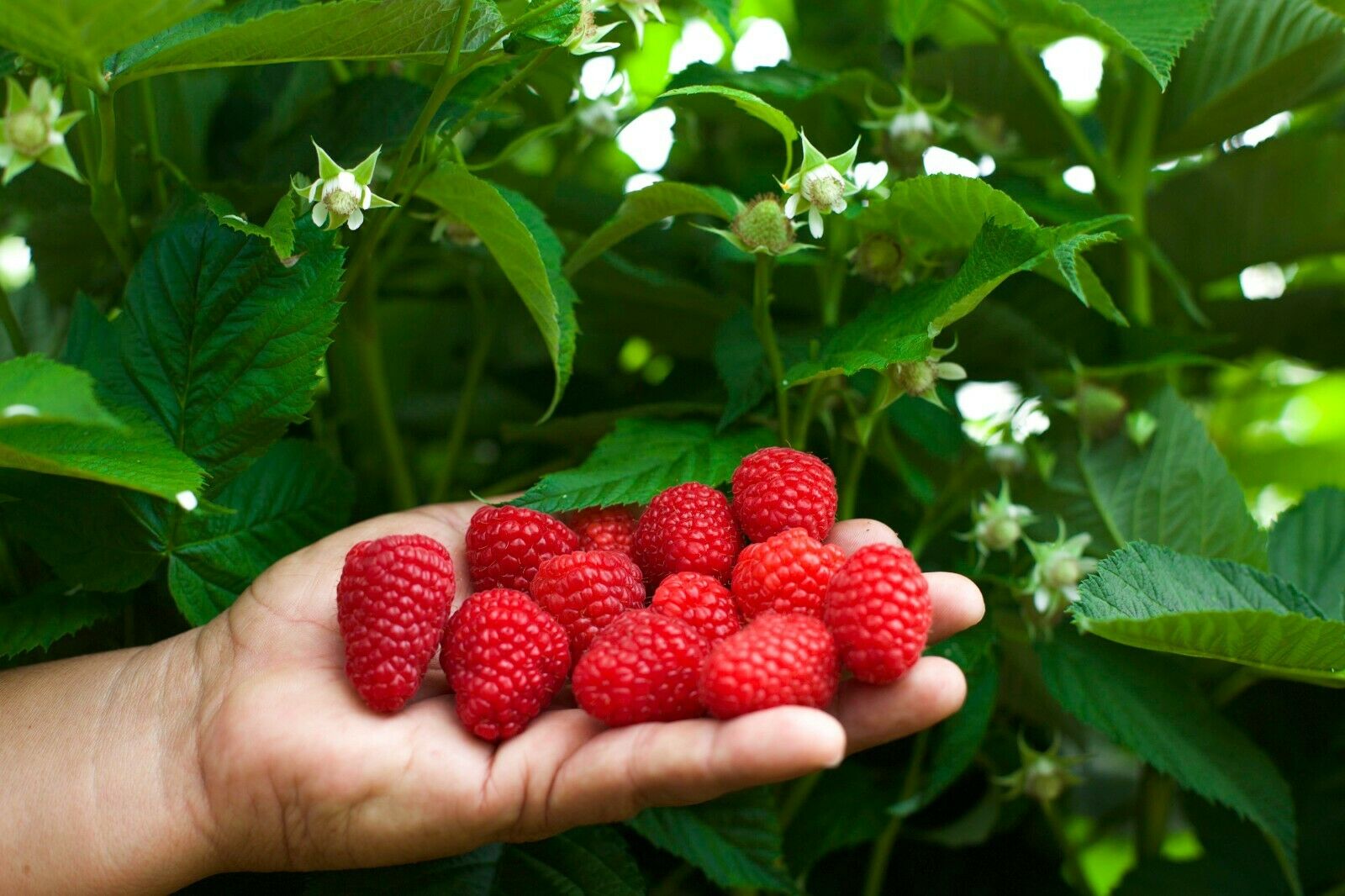 Giant Raspberry Viable Seeds - Garden Fruit Plant - Sweet and Juicy