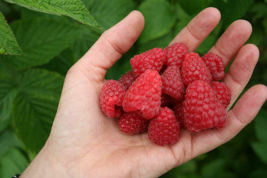 Giant Raspberry Viable Seeds - Garden Fruit Plant - Sweet and Juicy