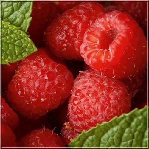 5 'Malling Promise' Red Raspberry Bushes / Cane, Rubus Idaeus, Tasty Fruit