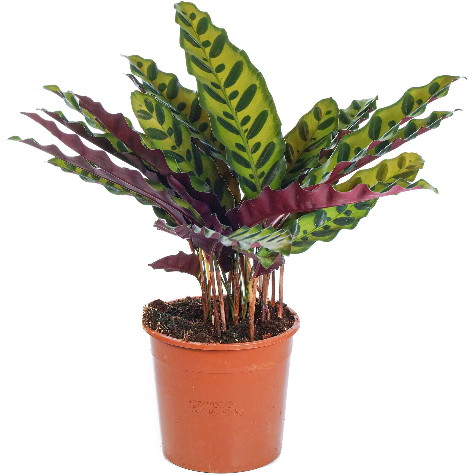 Rattlesnake Plant for Home or Office 40-50cm Potted Indoor Houseplant