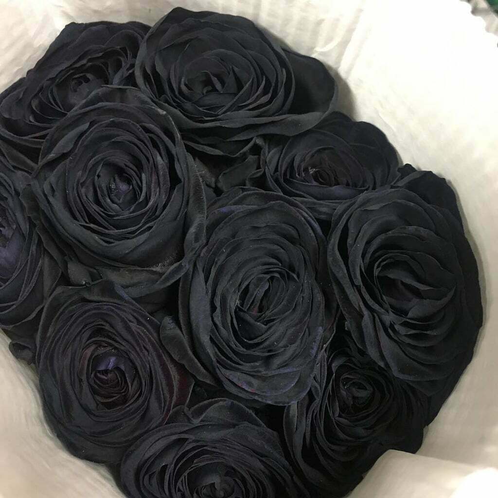 Black Rose Flower Viable Seeds Garden Plant 20pcs