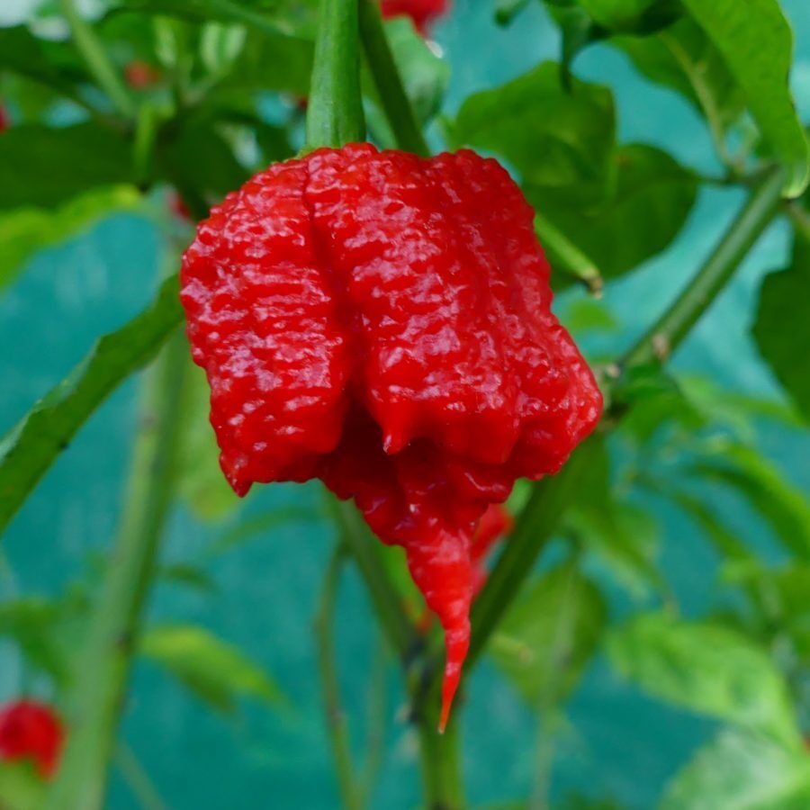 Carolina Reaper Chilli Pepper Seeds Super Hot!!! Genuine Viable Seeds, 10 seeds