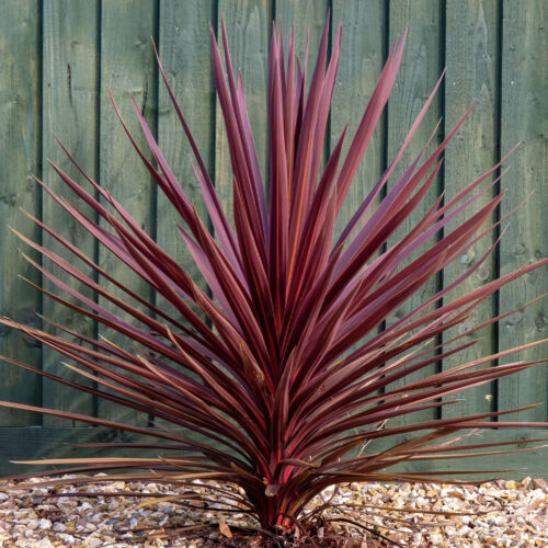 Cordyline Torbay Red - Cabbage Palm | Ornamental Indoor House Plant in 9cm Pot