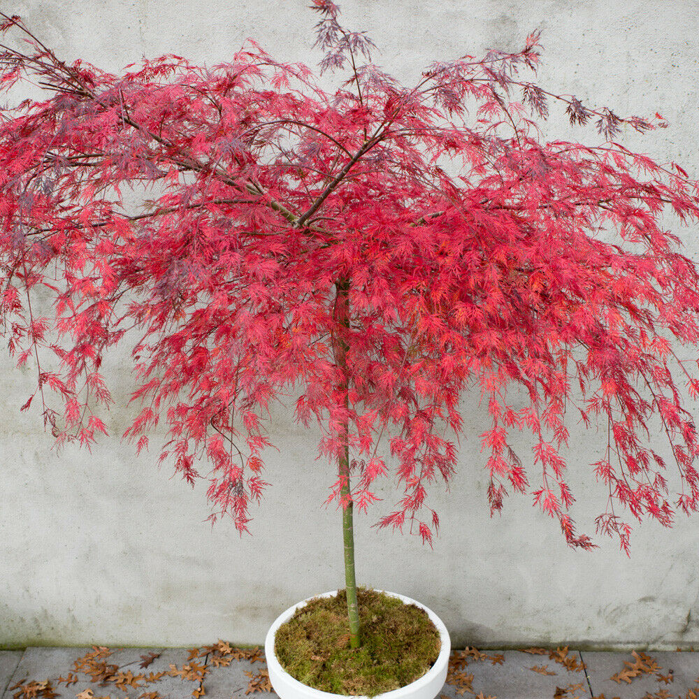 Acer Palmatum Hardy Tree Deciduous Garden Plant 'Emerald Lace' 9cm Pot