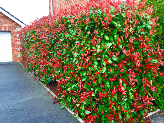 5 Photinia Red Robin Hedging 30-45cm Evergreen Plants Supplied In 10cm Pots