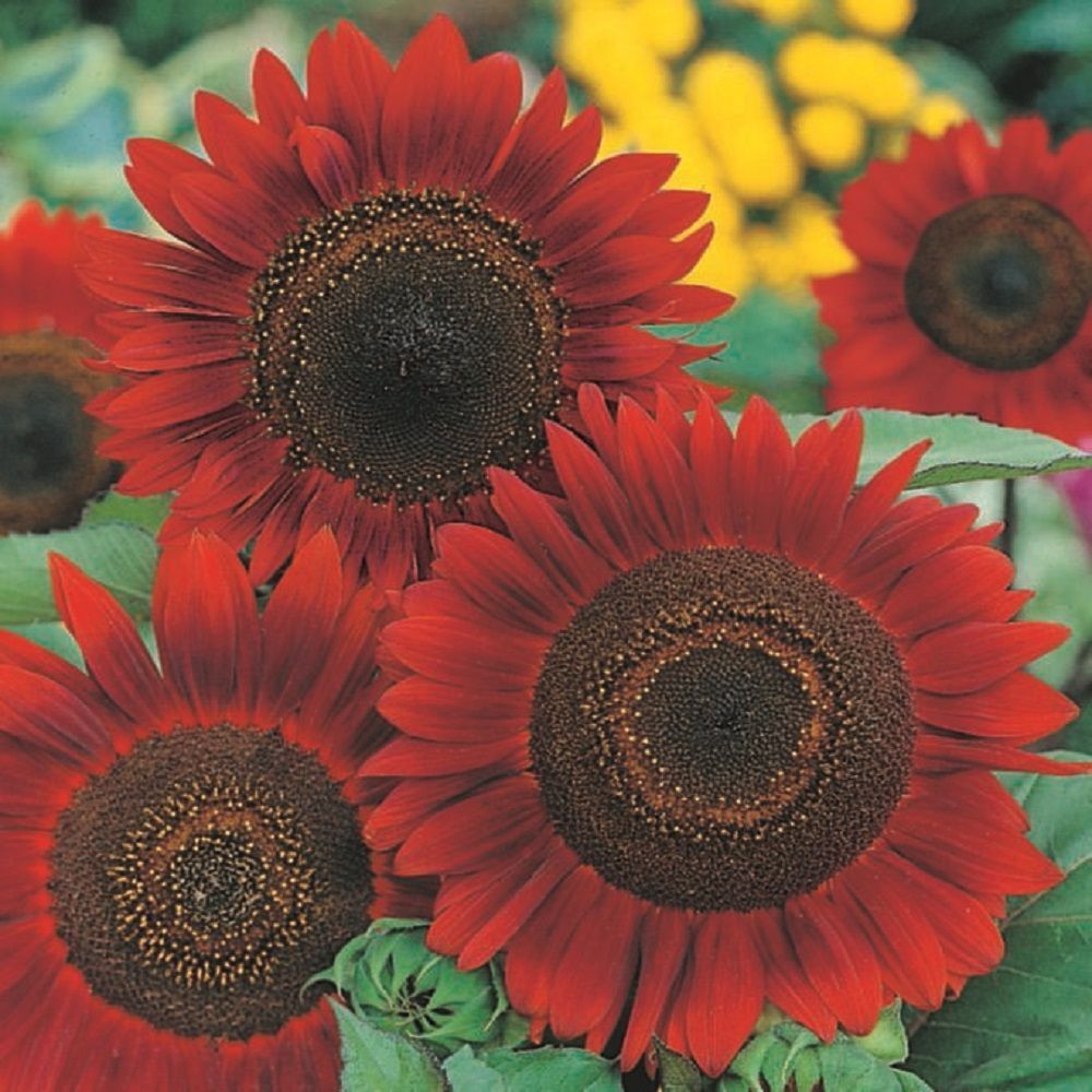 Red Sunflower - Viable Seeds