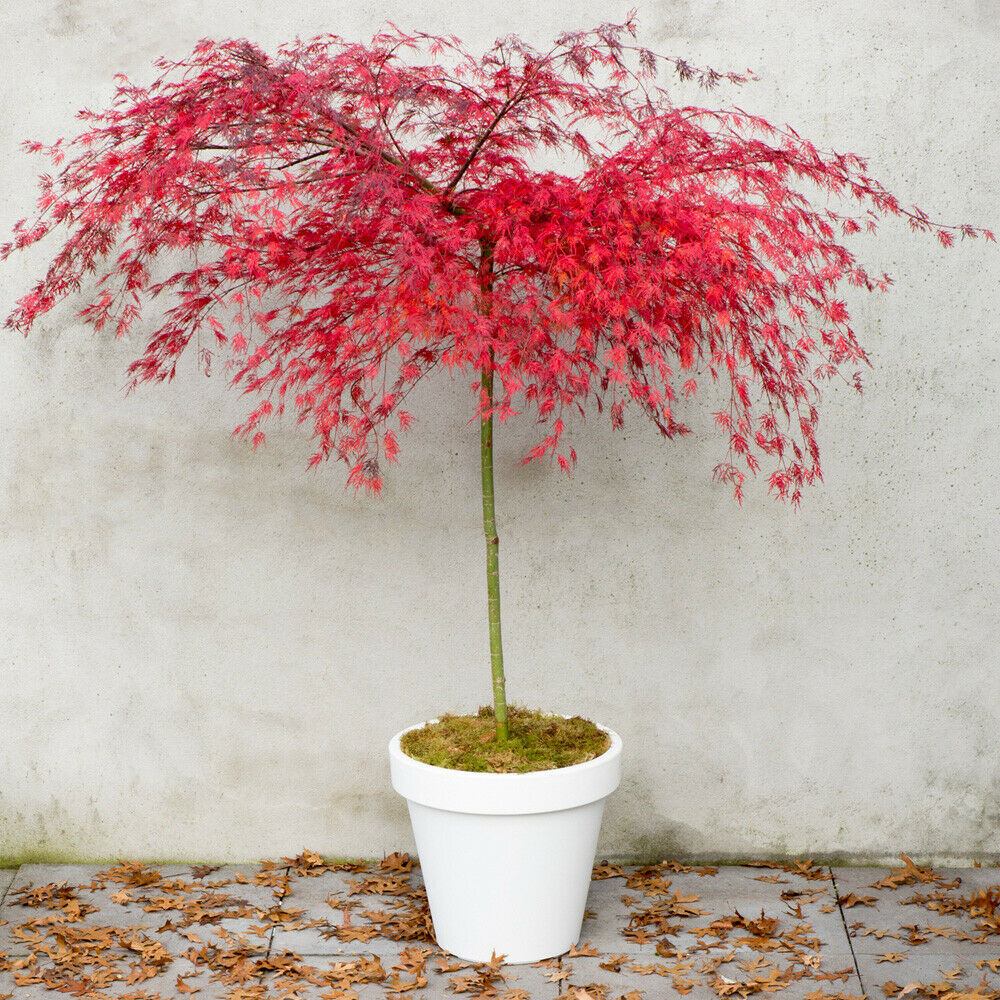 Acer Palmatum Hardy Tree Deciduous Garden Plant 'Emerald Lace' 9cm Pot