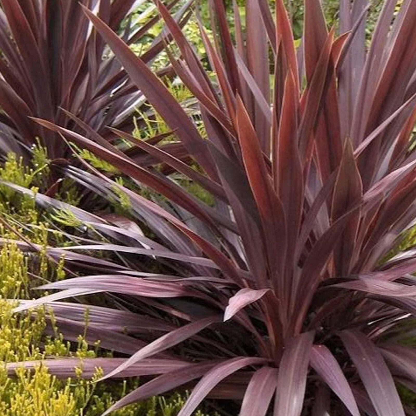 Cordyline Torbay Red - Cabbage Palm | Ornamental Indoor House Plant in 9cm Pot