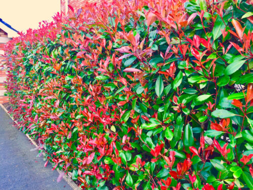 5 Photinia Red Robin Hedging 30-45cm Evergreen Plants Supplied In 10cm Pots