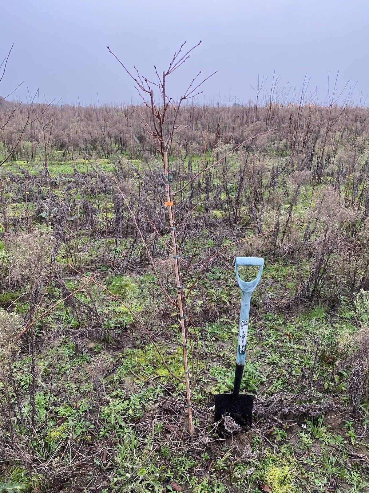 Prunus Accolade Half Standard Large BR ornamental tree 1.6-1.8m British Grown