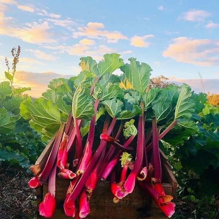 2 x Rhubarb Victoria - Ready to Plant - Rhubarb Plant Perfect for The UK