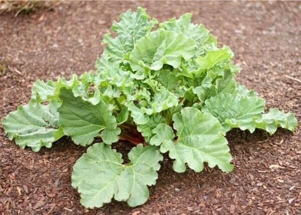 2 x Rhubarb Victoria - Ready to Plant - Rhubarb Plant Perfect for The UK