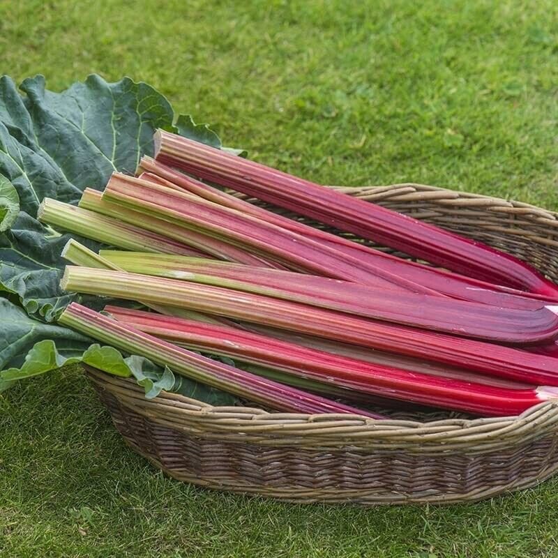 2 x Rhubarb Victoria - Ready to Plant - Rhubarb Plant Perfect for The UK