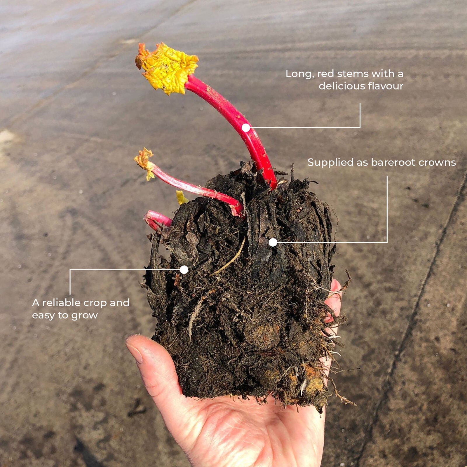 Rhubarb Timperley Early | Grow Your Own Ready to Plant Bare Root Vegetable Crown