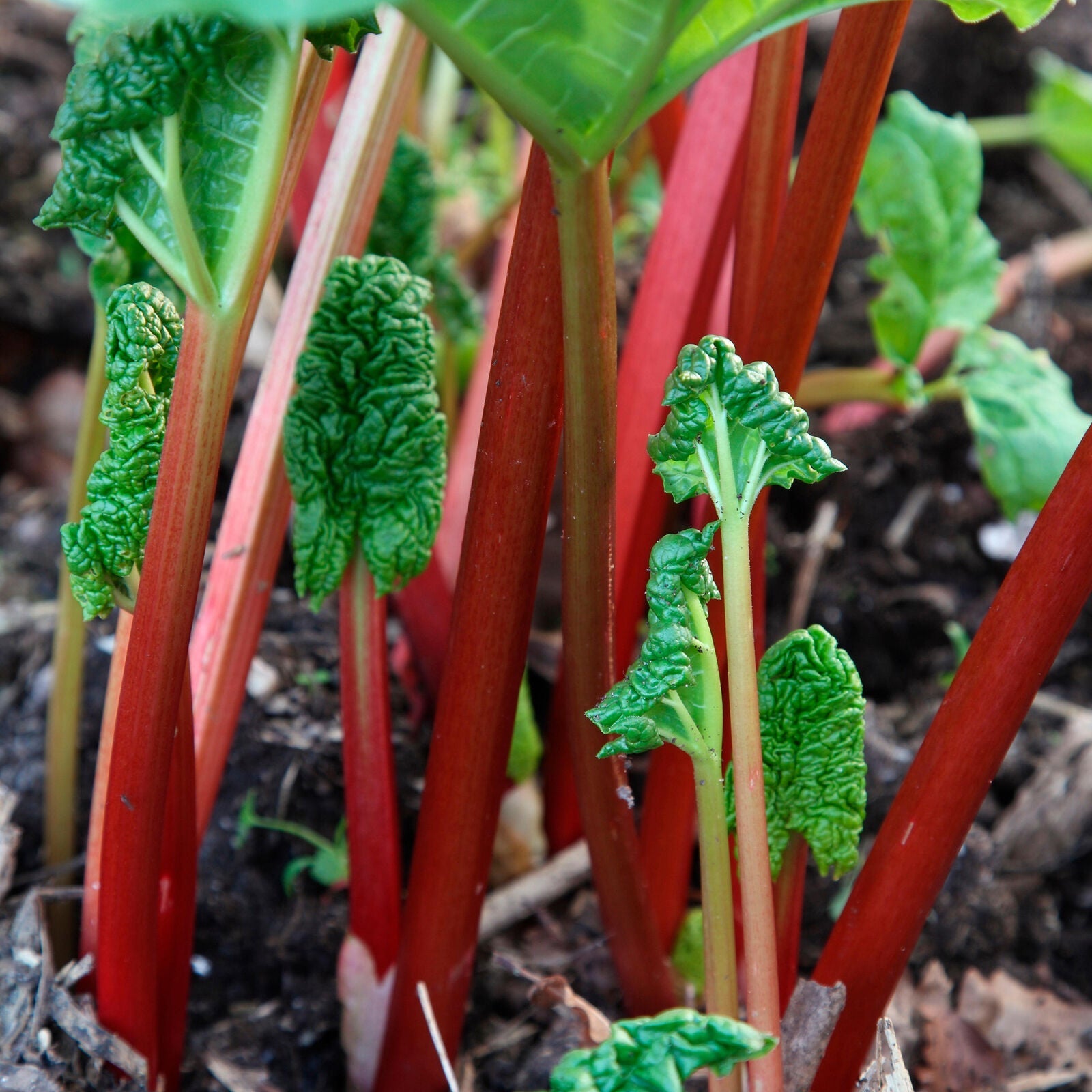 Rhubarb Timperley Early | Grow Your Own Ready to Plant Bare Root Vegetable Crown