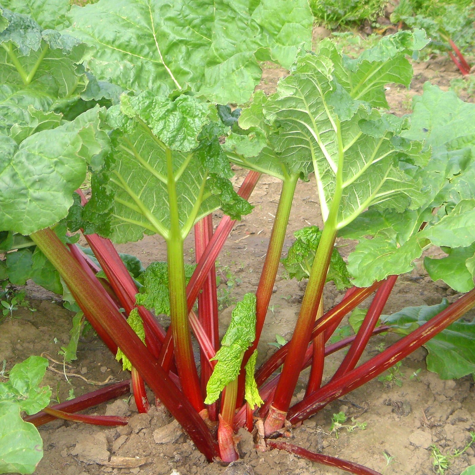 Rhubarb Timperley Early | Grow Your Own Ready to Plant Bare Root Vegetable Crown