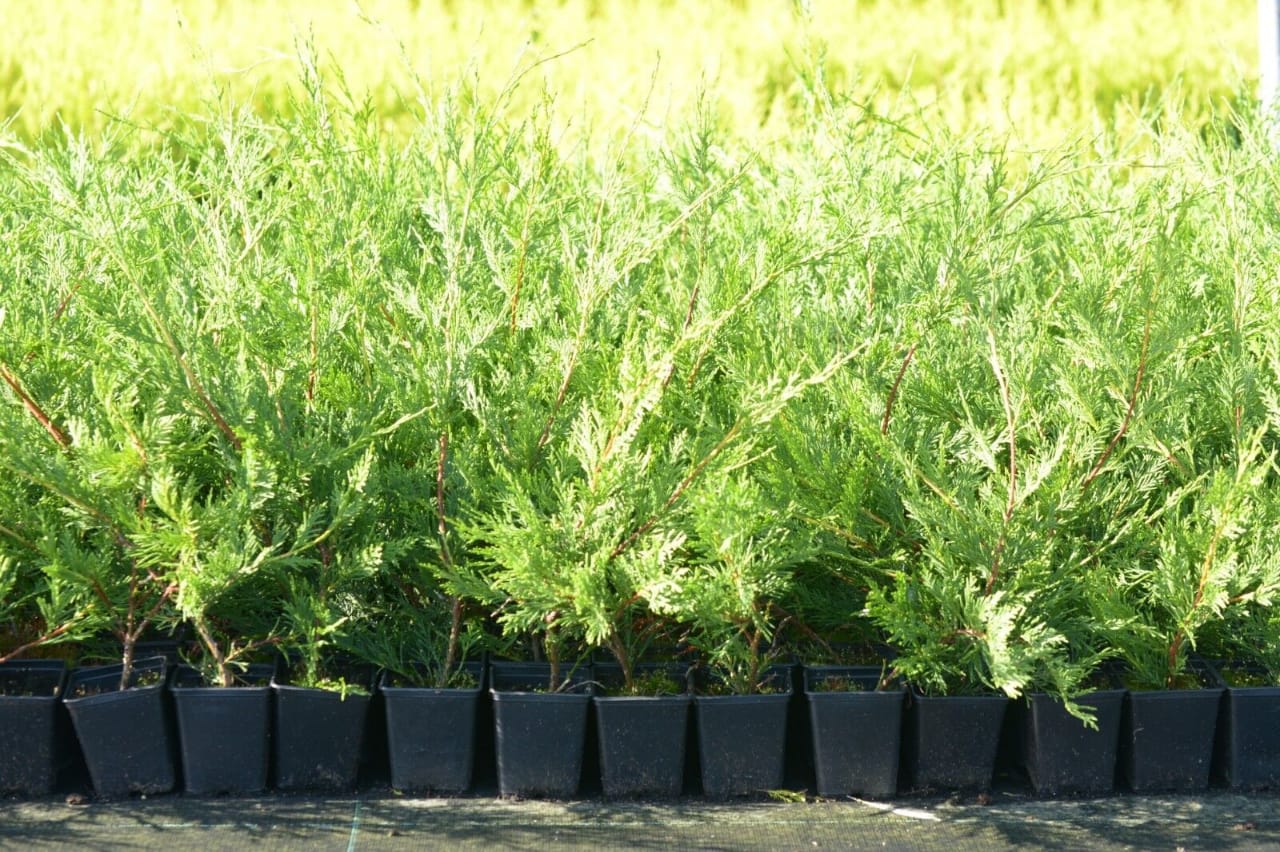 15 x 40-60cm tall Green Leylandi hedging plants