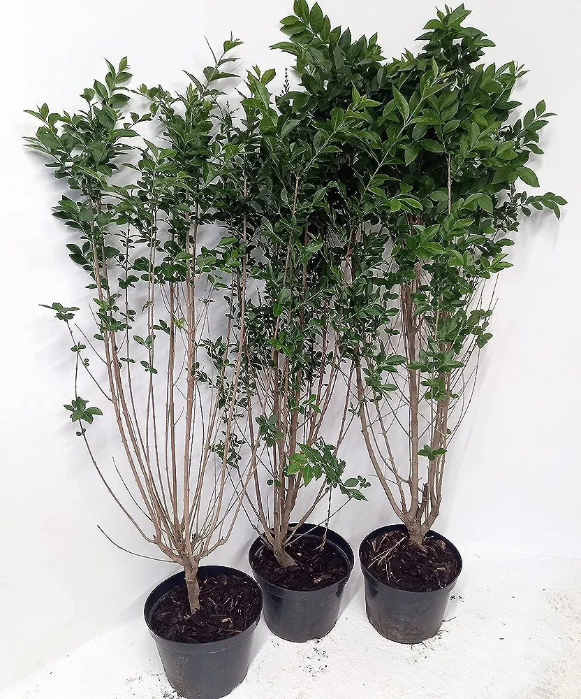 5 × (2-3ft) tall Potted Green Privet Evergreen Low Maintenance Hedge Plants Hedging