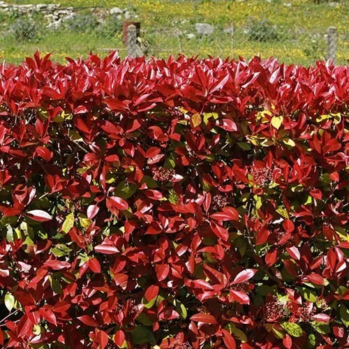 3 Photinia Fraseri Carre Rouge - Bush - Potted Hedging Plants In 9 Cm Pot