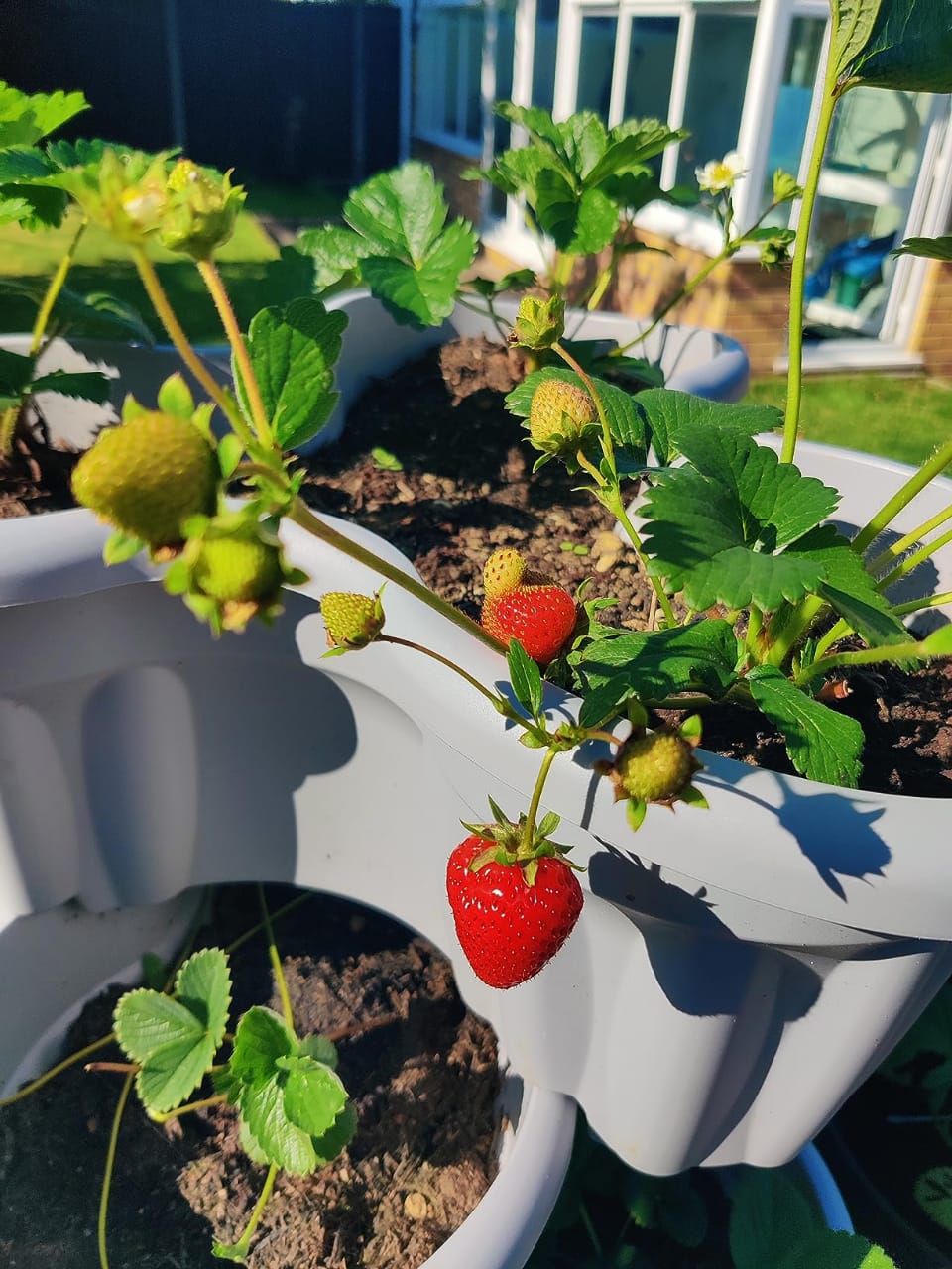 Strawberry 'Marshmello' Fast Growing Bare Root Garden Bush Fruit Plants