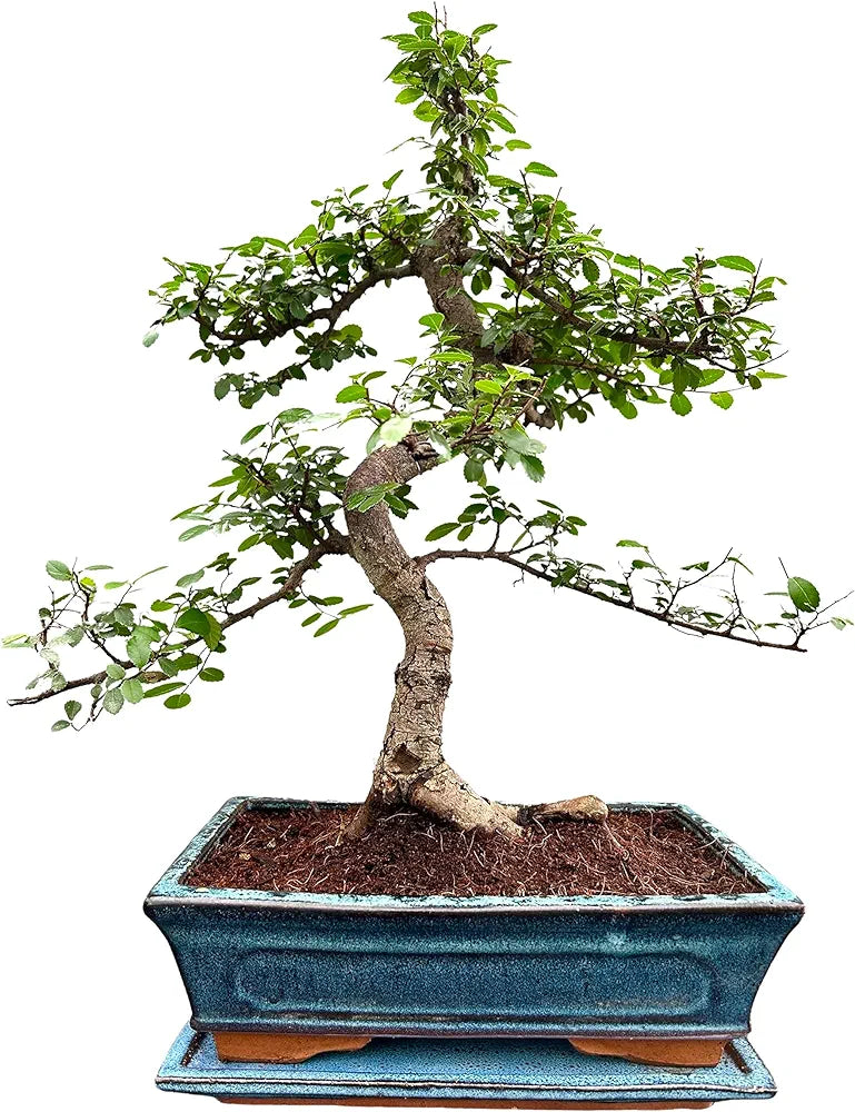 Bonsai Trees (12yr Old S Style Elm)