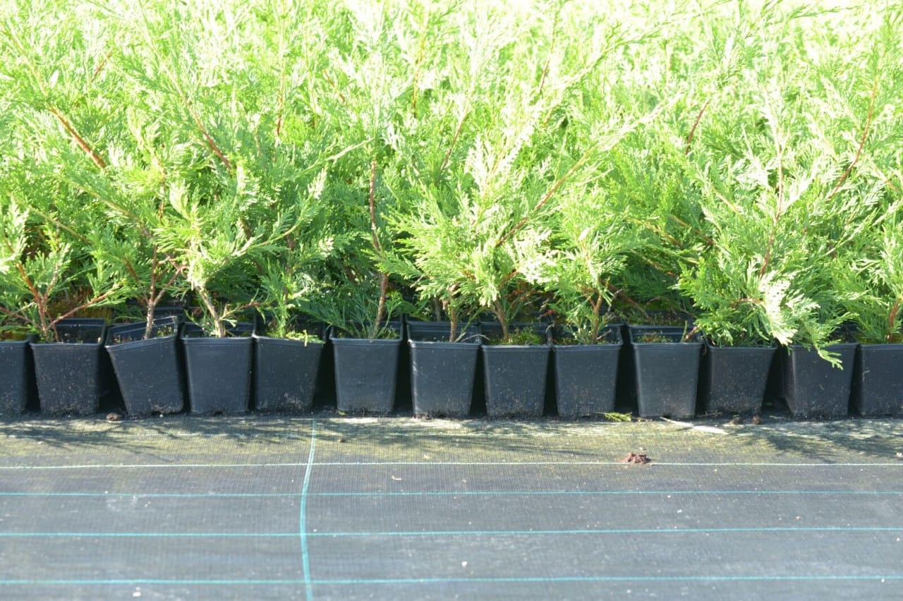 25 x 50-70cm tall Green Leylandi hedging plants