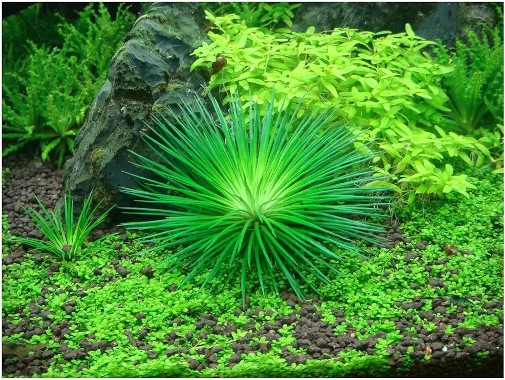 Tropica Eriocaulon cinereum 1-2-Grow!