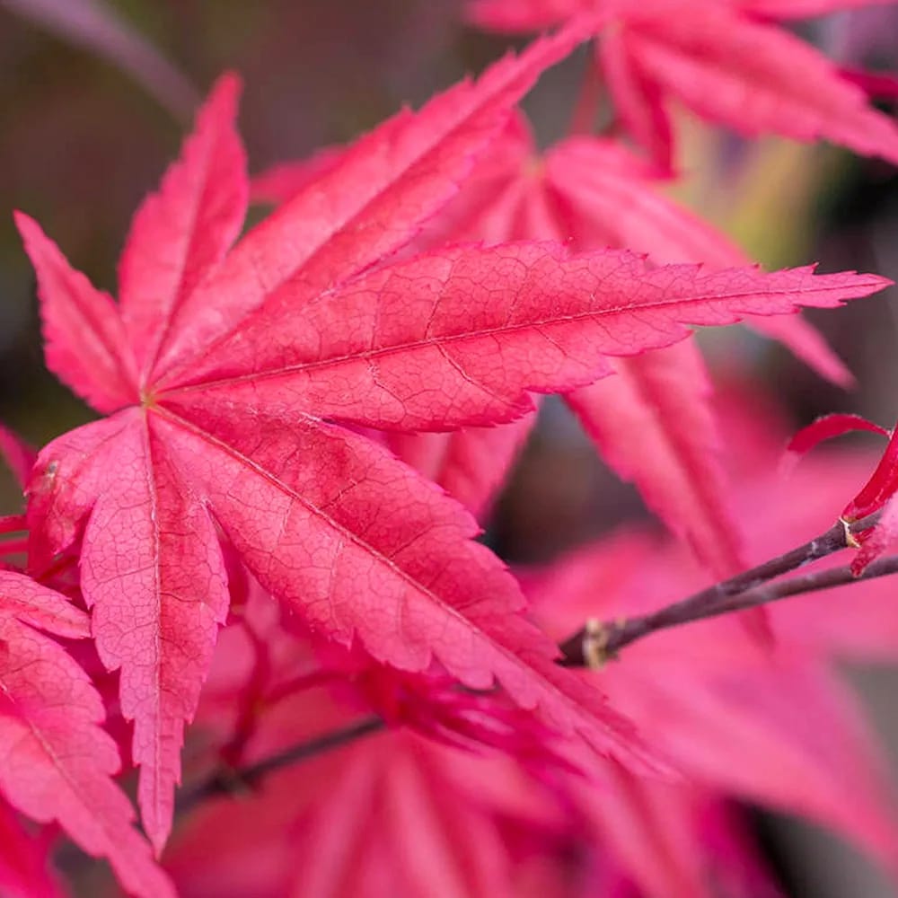 Acer palmatum 'Beni-Maiko' | Japanese Maple Deciduous Garden Plant Tree in Pot (50-70cm Incl. Pot)