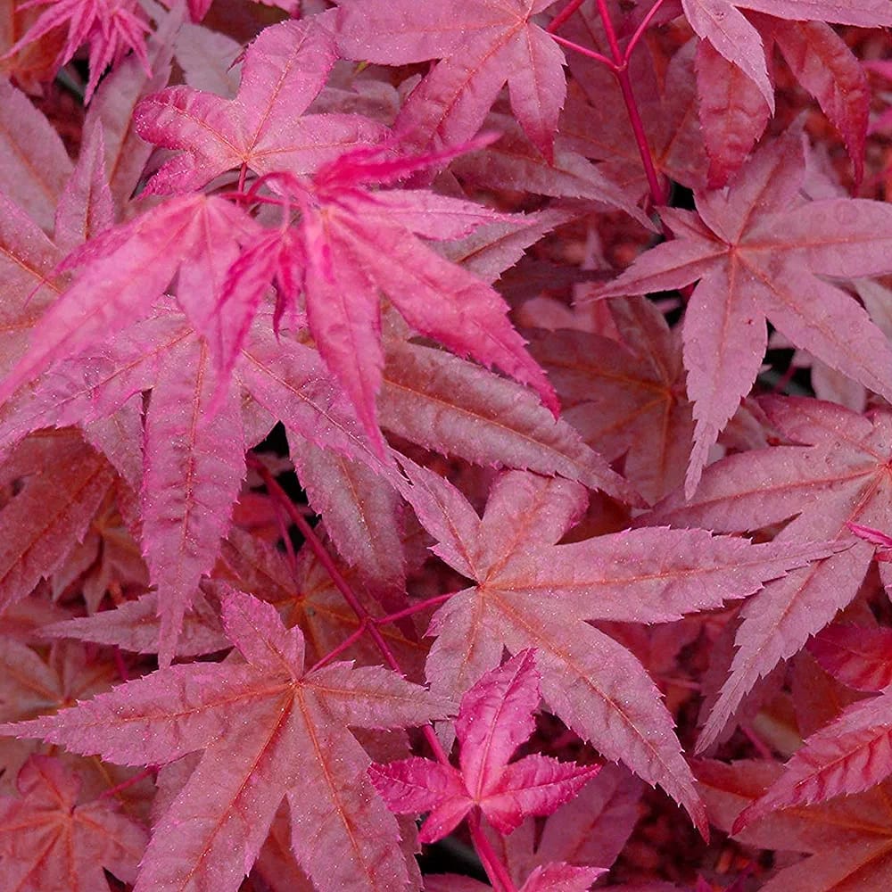 Acer palmatum 'Beni-Maiko' | Japanese Maple Deciduous Garden Plant Tree in Pot (50-70cm Incl. Pot)