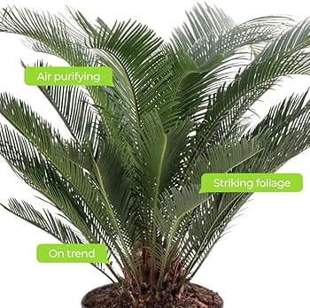 Sago Palm Large Indoor House Plant Real Evergreen Cycas Revoluta Tall Big Exotic Rare Plants (80-90cm (Incl. Pot)