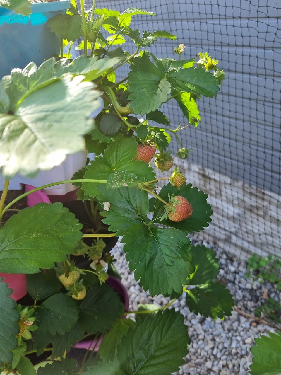 Strawberry 'Marshmello' Fast Growing Bare Root Garden Bush Fruit Plants