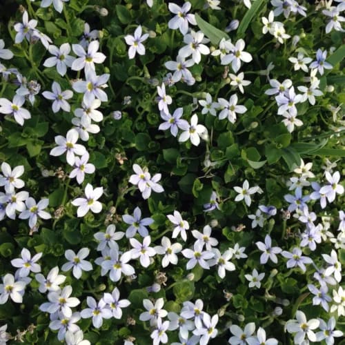 Alpine Rockery Plant Plants Groundcover Plants  10  x 9cm  POTs